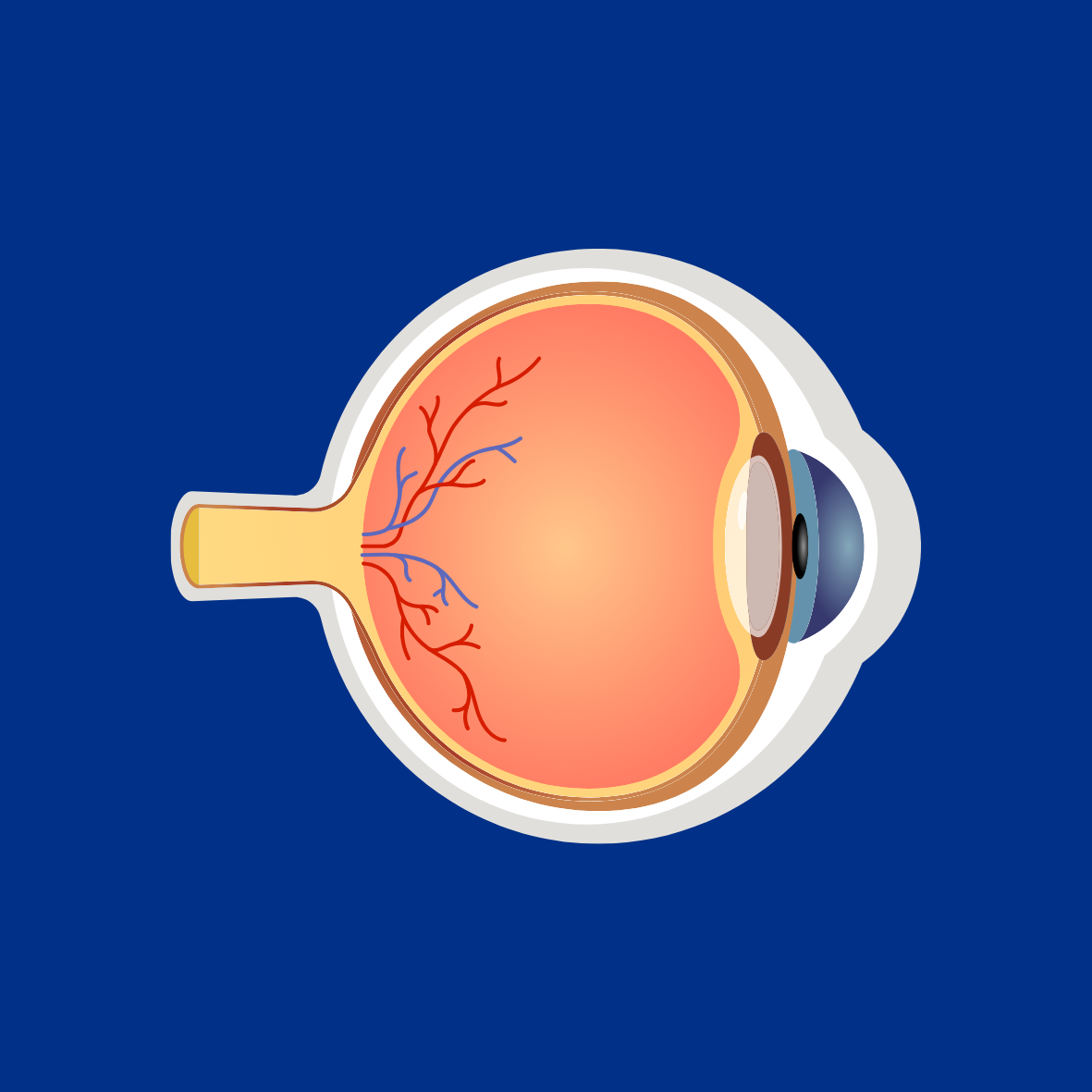 Image of Eyeball