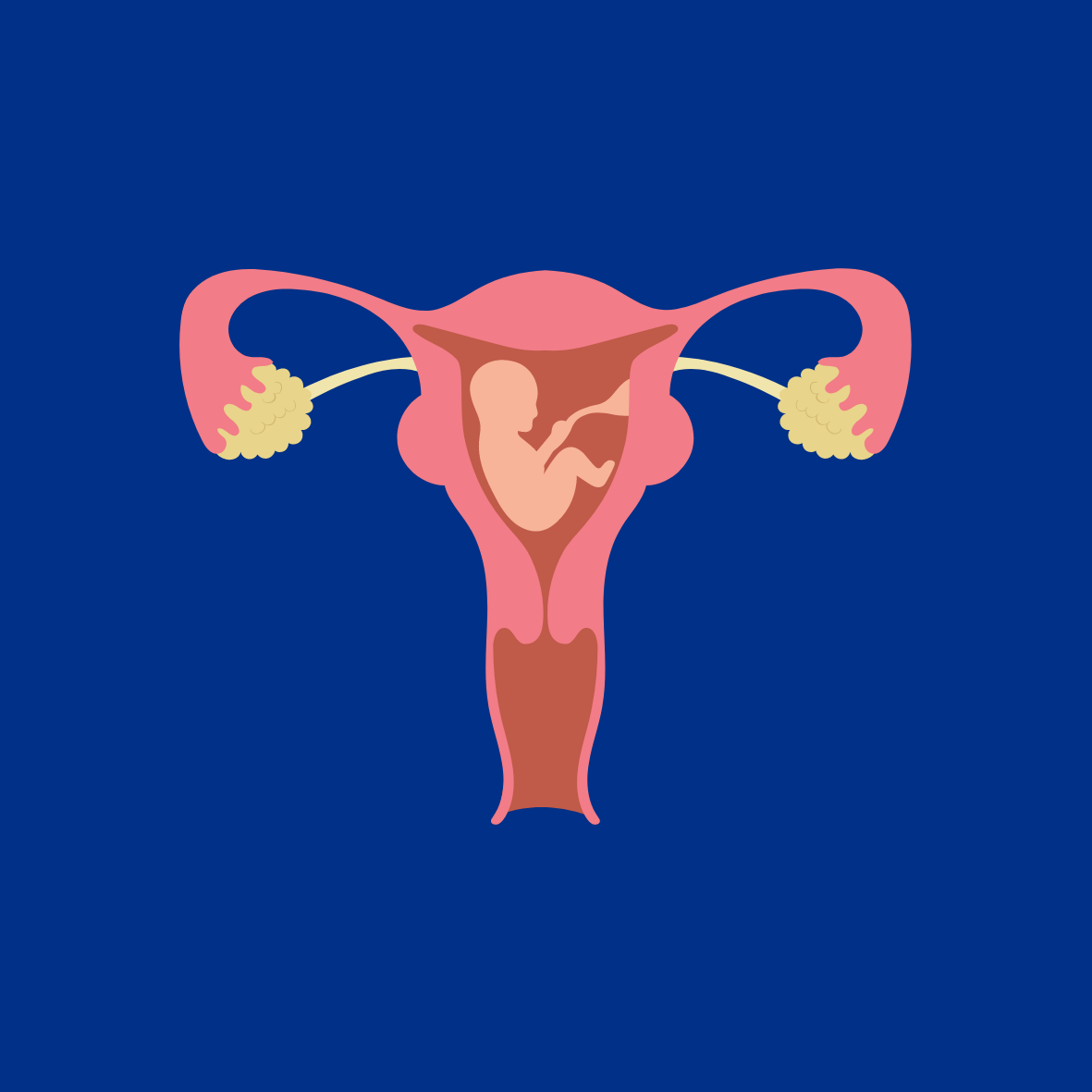 Image of Baby Growing in Uterus