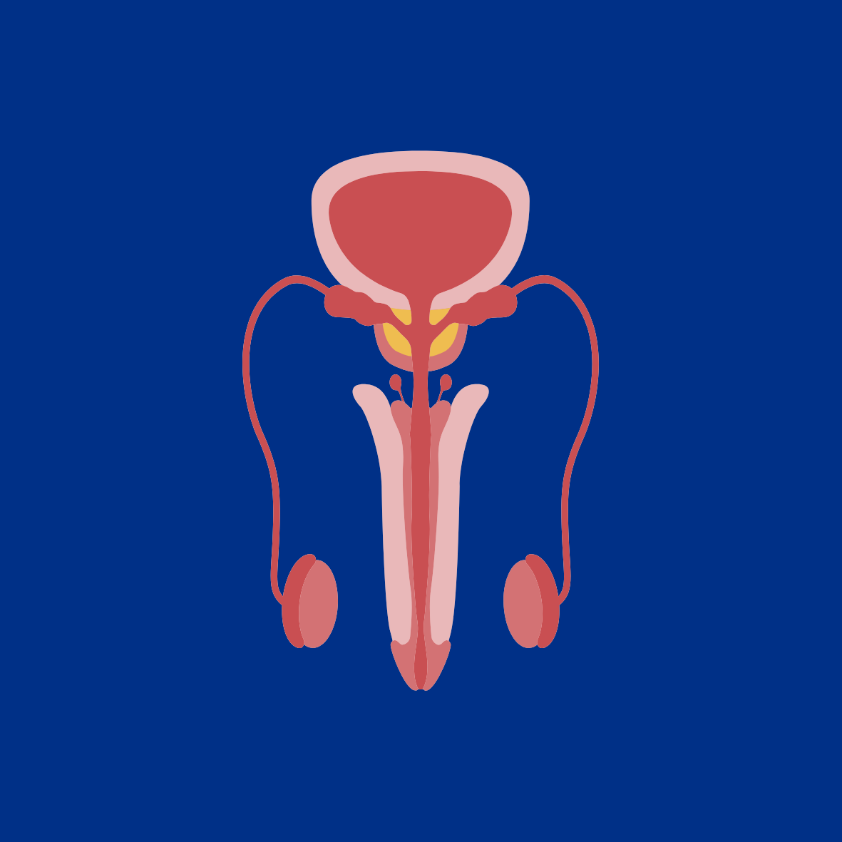 Image of Prostate